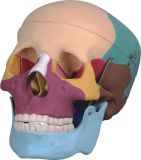 Human Skull Mh01005