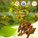 100% Pure Natural Herb Medicine Coptis Chinensis Huang Lian