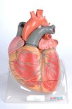 Anatomical Heart Model (GD/A16006)