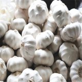 Chinese Fresh Garlic (5.0cm-5.5cm) with Small Packing