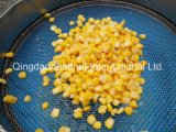 2015 Crop Canned Sweet Corn Brc, HACCP, FDA
