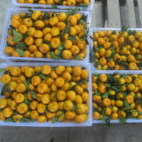 Fresh and Sweet Baby Mandarin Orange