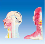 Regional Anatomy Models of Head and Neck (ZM1037)