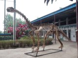 Museum Quality Dinosaur Skeleton Fossil