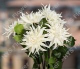 Dahlia Flower High Quality Soft Touch Flower (PU5107)