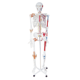 Human Skeleton Model With Painted Muscle and Ligament 170cm (KAR/GG003)