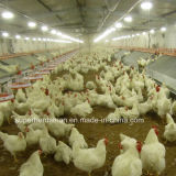 Automatic Poultry Farm for Breeder