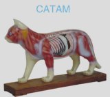 Cat Acunpuncture Model