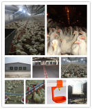 High Quality Poultry Equipments/Poultry Farming Equipment/Poultry Feeding Equipment