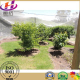 Agriculture Anti Insect Netting, Anti Bee Netting for Fruits