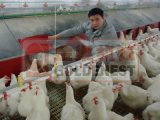 Chicken House Equipment Egg Collecting System