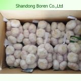 2015 Garlic From Shandong Boren