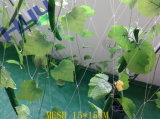 Plant Support Netting (Mesh 15*15)