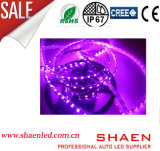 2014 New Product Flexible LED Strip Light for 5m/Reel