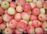 2014 New Crop Gala Apples