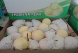 Fresh Ya Pear (4kg/9kg/18kg/20kg)
