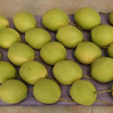 Hot Selling New Crop Fresh and Sweet Shandong Pear
