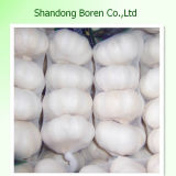 Exporting Standard Chinese Fresh Garlic with Workable Price