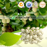 Cure Cough High Quality Herbal Medicine Ginkgo