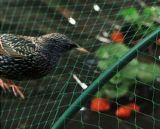 Hot Sale Anti Bird Netting