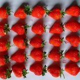 Frozen Strawberry (American 12)