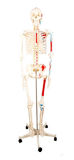 Human Body Bones and Nerves Attached to The Main Artery Distribution Model