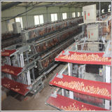 2013 Automatic Egg Collecting System (YX-EC)