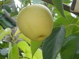 Good Quality Fresh Golden Pear