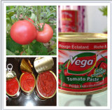 New Crop High Quality Red Color Tomato Paste on Sell
