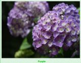 Hydrangea (purple)