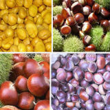 2015 New Crop Chinese Chestnuts