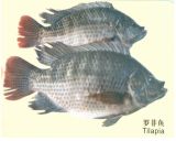 Frozen Gutted &Scaled &Gilled Tilapia