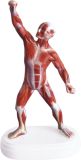 Human Muscle Figure Mh02004