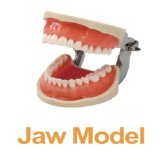 Standard tooth jaw model