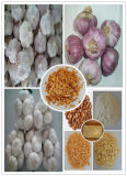 New Crop Gap Certified Fresh Pure White Garlic, Ajo, Alho