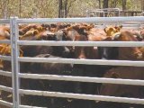 Galvanzied Livestock Panels/ Horse Fence Gate