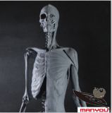 Anatomical Skeleton Muscle Model for Female