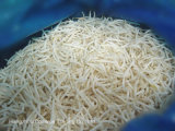 IQF Mung Bean Sprout with Competitive Price