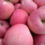 Professional Supplier of Chinese Fresh Qinguan Apple