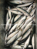 Fresh Slimy Mackerel Fish