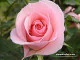 Rose Bushes- 1