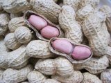 Crop 2013 Peanut in Shell (1202109000)