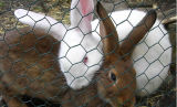 Low Price Chicken Netting/ Rabbit Netting