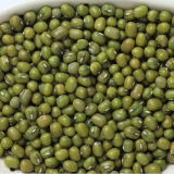 Competitive Price Organic High Quality Dried Green Mung Bean