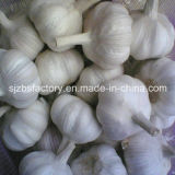2015 Chinese Fresh Natural Garlic