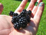 IQF Frozen Delicious Blackberries Fruits