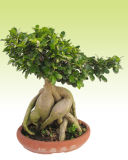 Ginseng Ficus (HBH-R02)
