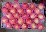Supple High Quality&Competitive Price Royal Gala Apple