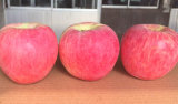 Red FUJI Apples