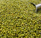 2015 Hot Sale Natural China Green Beans